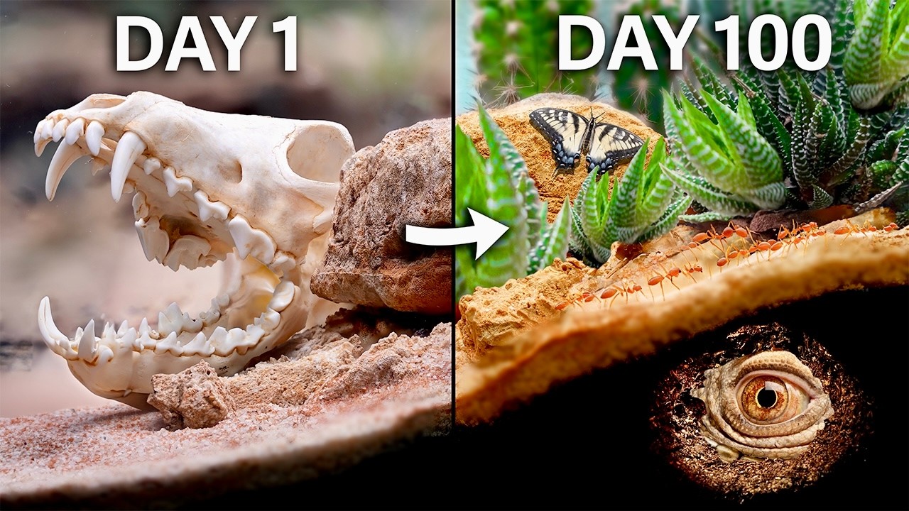 模拟非洲100天-咕咕的工具箱