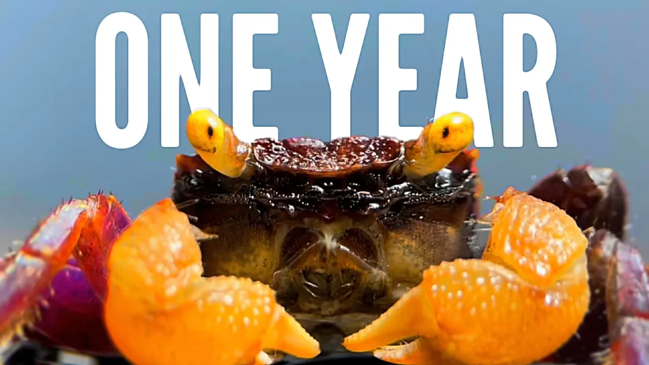 一年前我建立了一个生态系统，发生了这样的事情-咕咕的工具箱