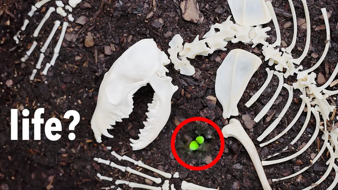 模拟森林 100 天-咕咕的工具箱