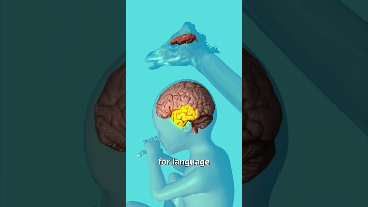 为什么婴儿出生时如此无助？-咕咕的工具箱