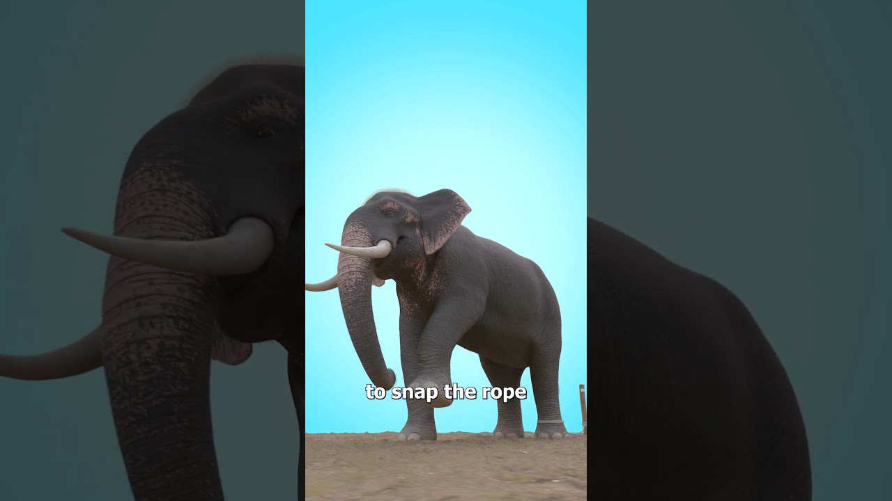 为什么大象永远无法逃脱-咕咕的工具箱