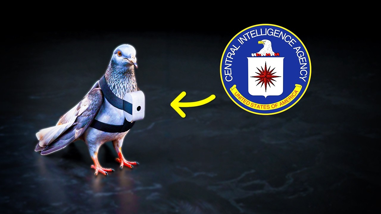 中央情报局的动物特工-咕咕的工具箱