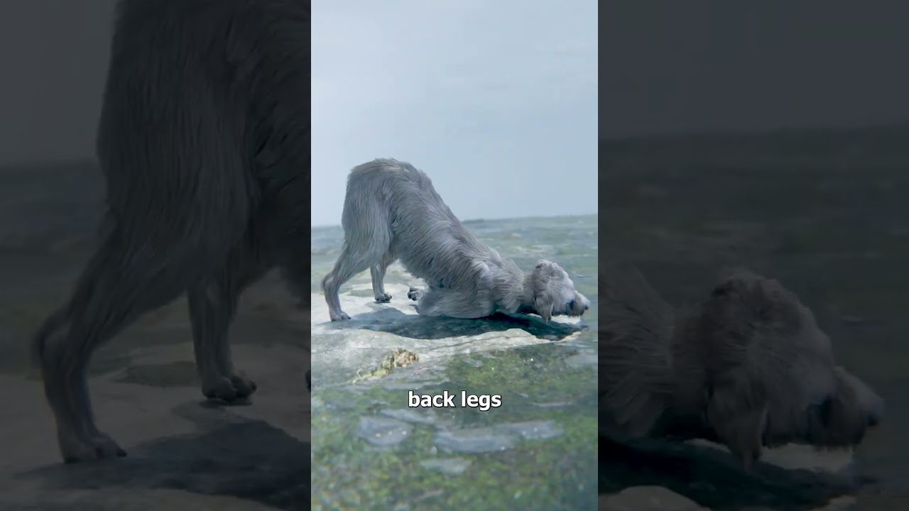 龙卷风过后，狗狗爬回家-咕咕的工具箱