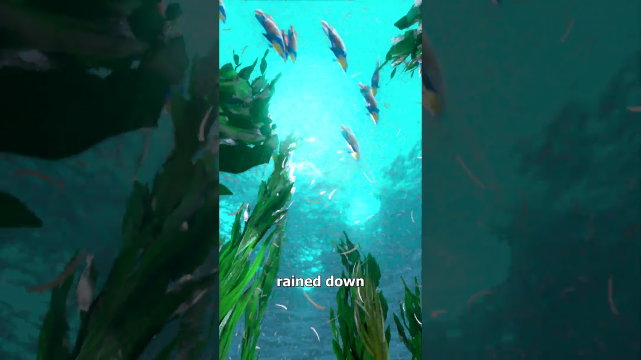 脚趾甲岛？-咕咕的工具箱