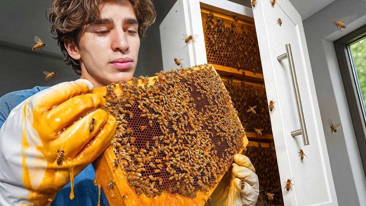养 10,000 只蜜蜂（在我家）-咕咕的工具箱