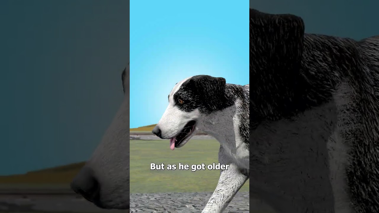 狗狗等了六年-咕咕的工具箱