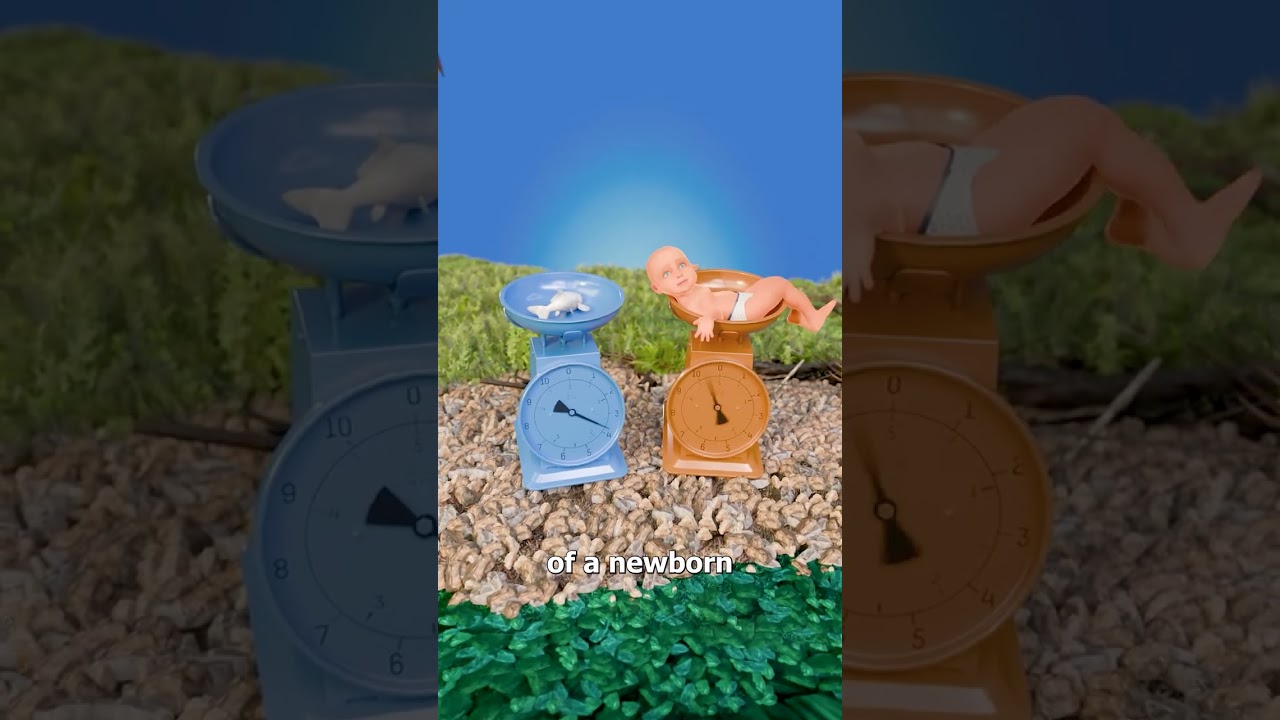 鹳能怀孕吗？-咕咕的工具箱