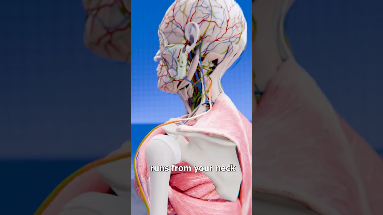 为什么打到幽默感部位会痛？-咕咕的工具箱