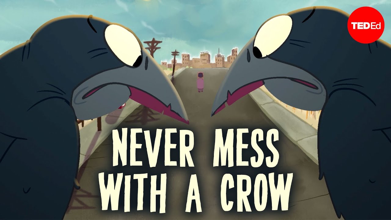 乌鸦有多聪明？-咕咕的工具箱