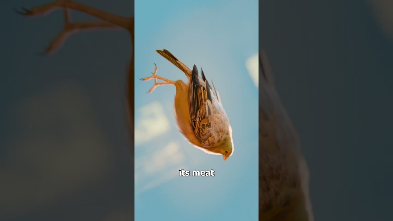 为什么人们先吃这种鸟的脚？-咕咕的工具箱