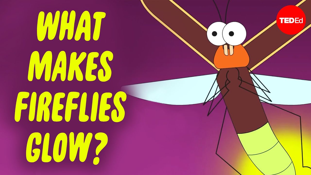 萤火虫在夜间发光的原因是什么？-咕咕的工具箱