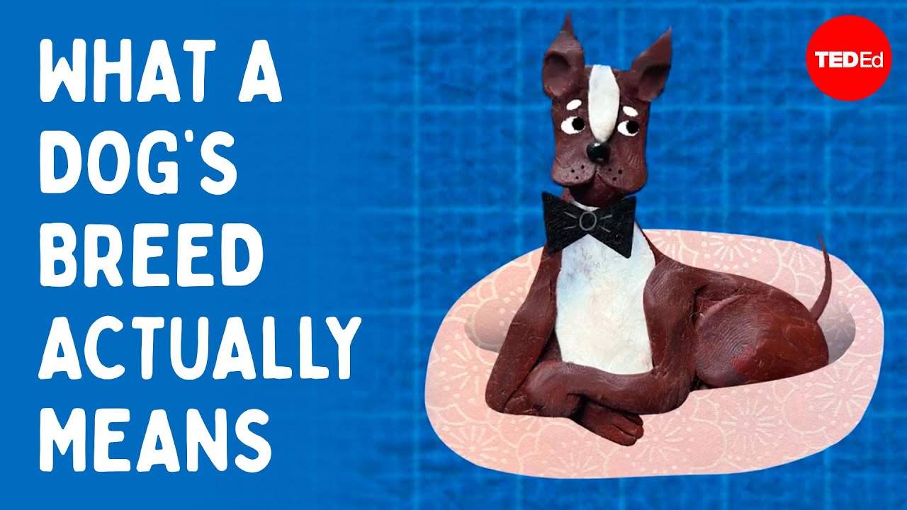 不同品种的狗真的有不同的性格吗？