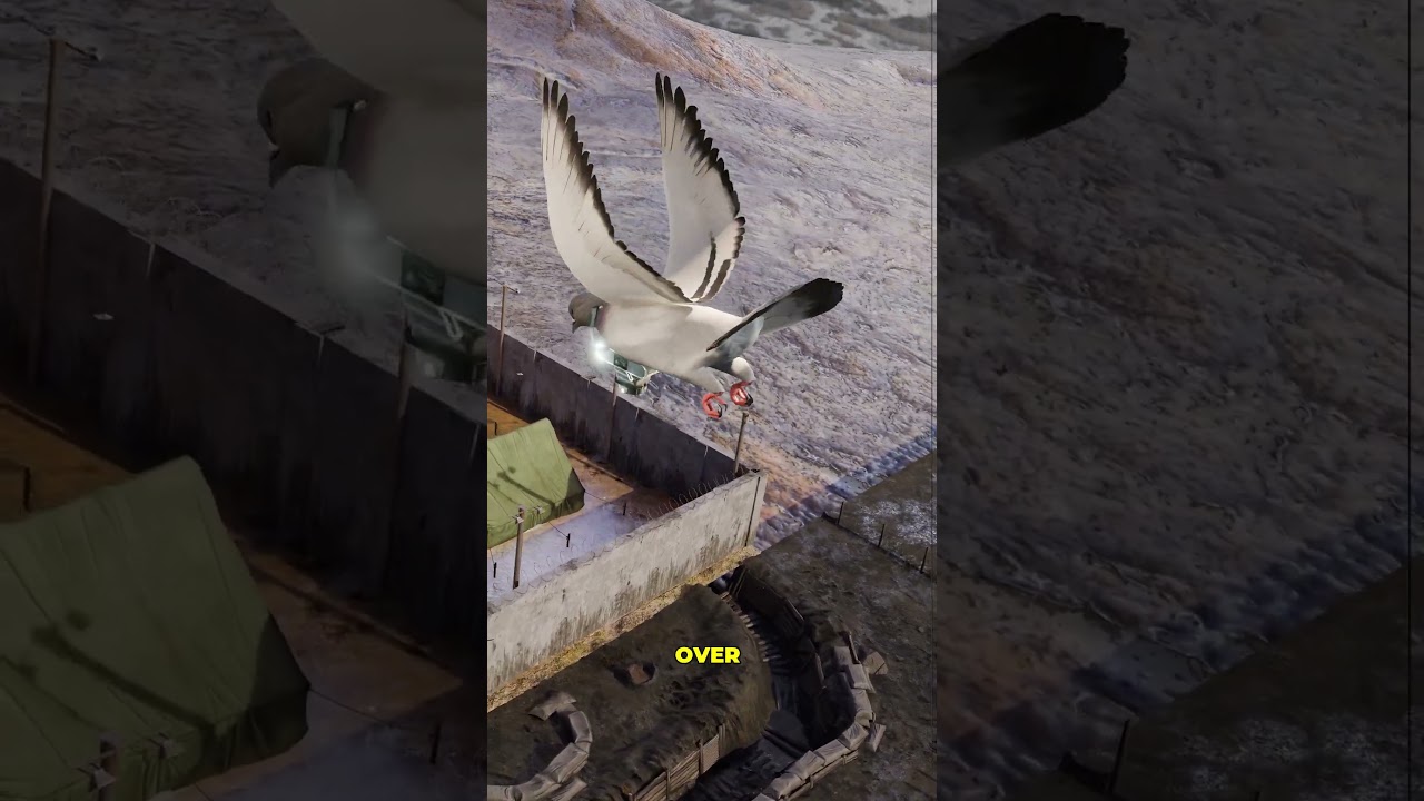 为什么工程师要把相机绑在鸽子身上-咕咕的工具箱