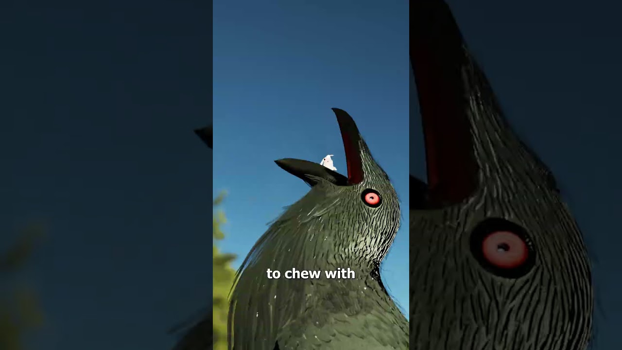 为什么鸟吃完饭后会吞下石头-咕咕的工具箱