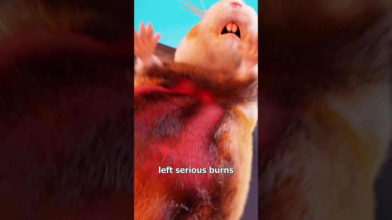 用微波炉加热仓鼠的科学方法-咕咕的工具箱