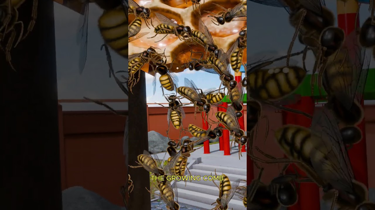 蜜蜂如何建造完美的六角形蜂巢-咕咕的工具箱