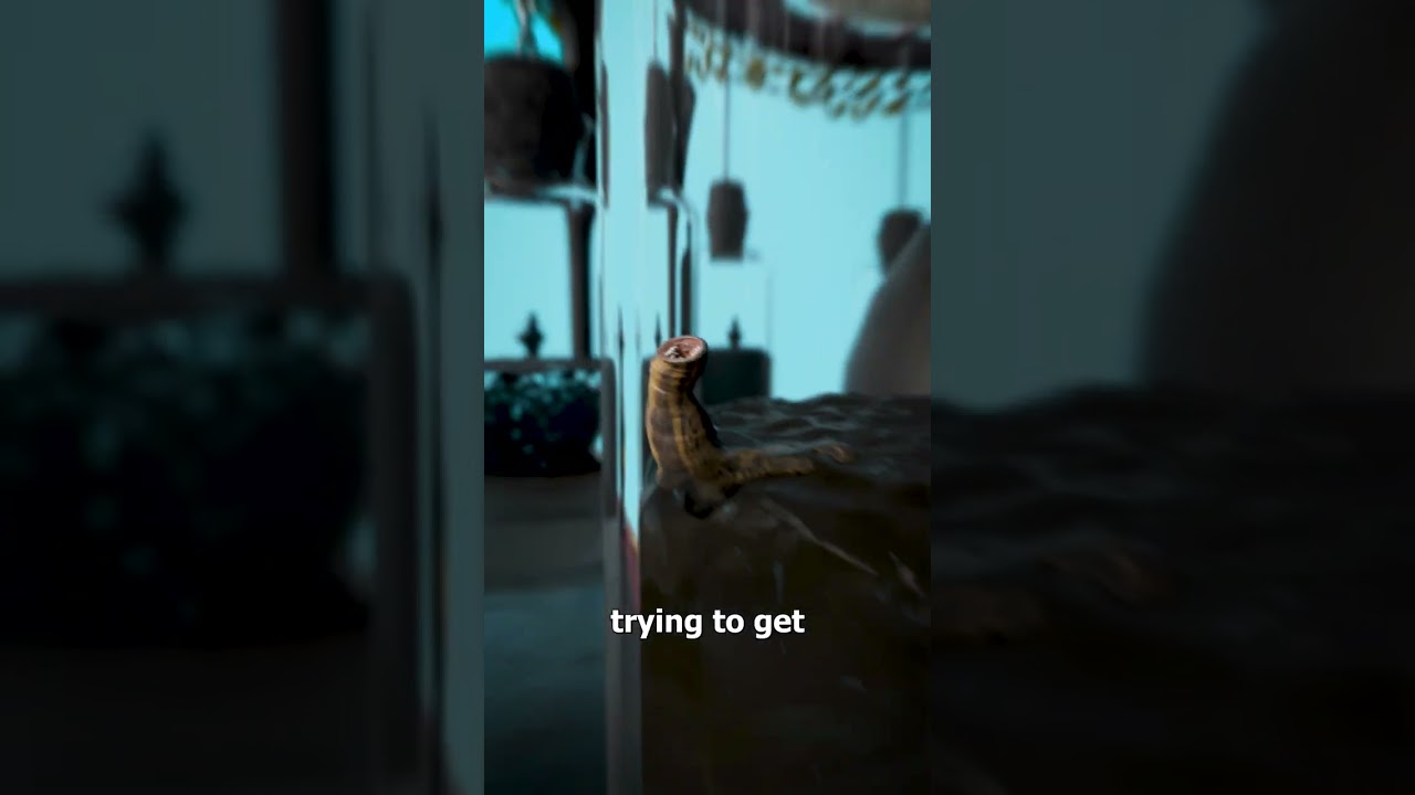 水蛭如何预测风暴-咕咕的工具箱