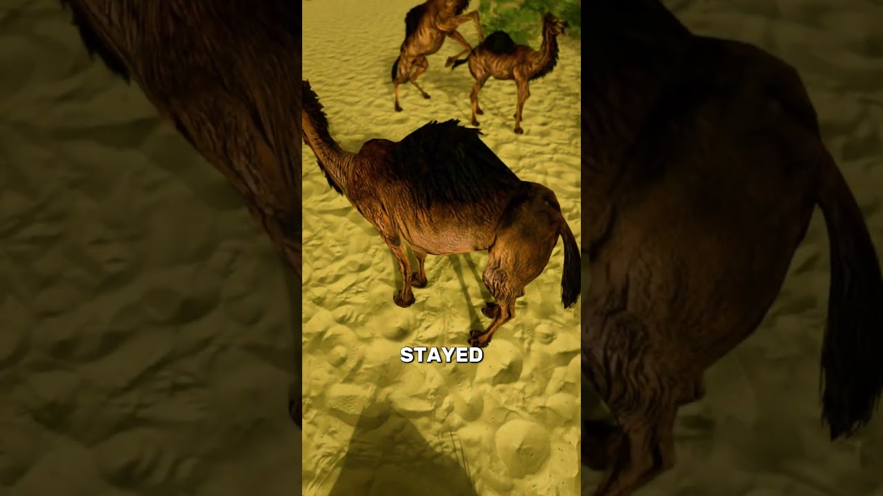 士兵藏在骆驼肚子里-咕咕的工具箱