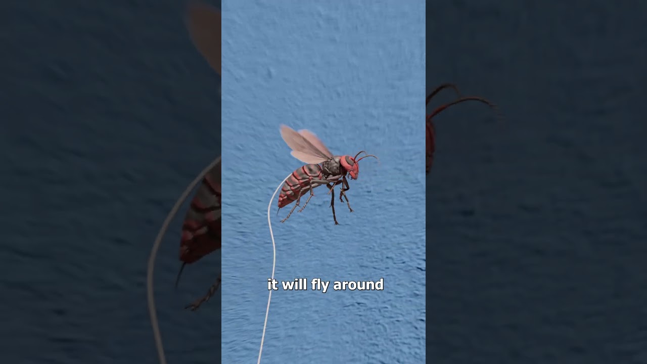 如何打造一支黄蜂大军-咕咕的工具箱