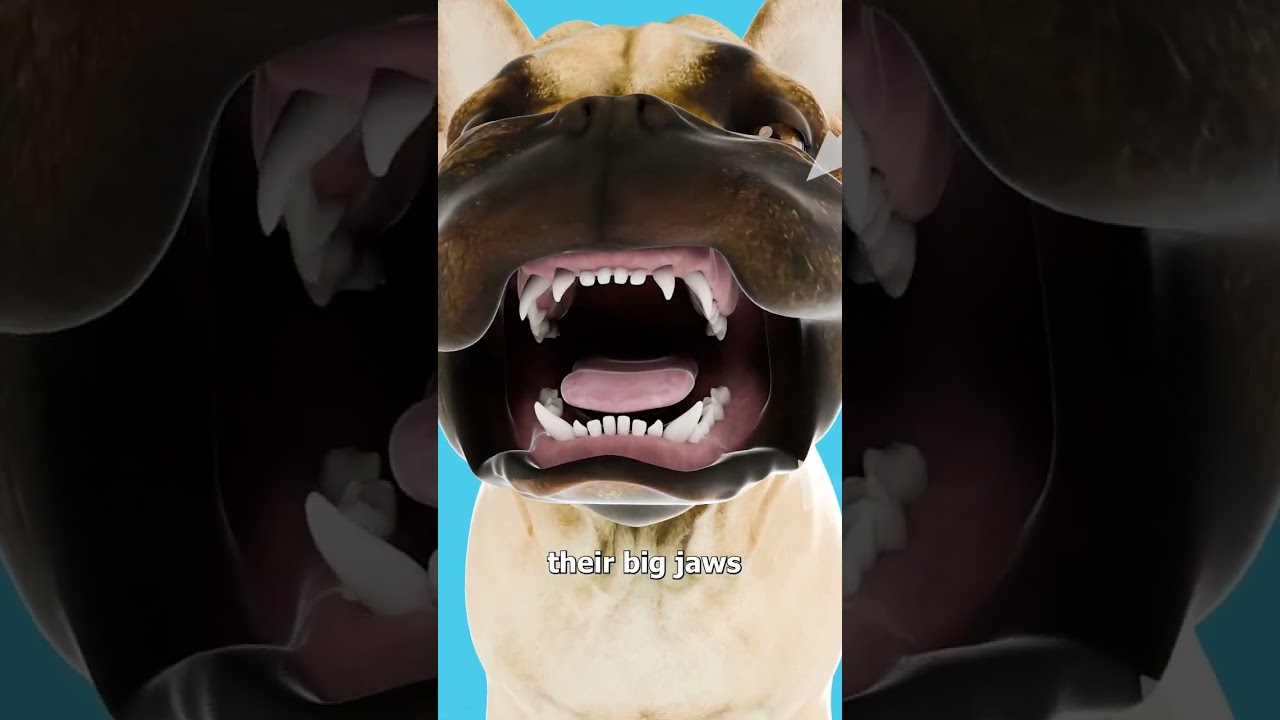 斗牛犬繁殖的可怕风险-咕咕的工具箱