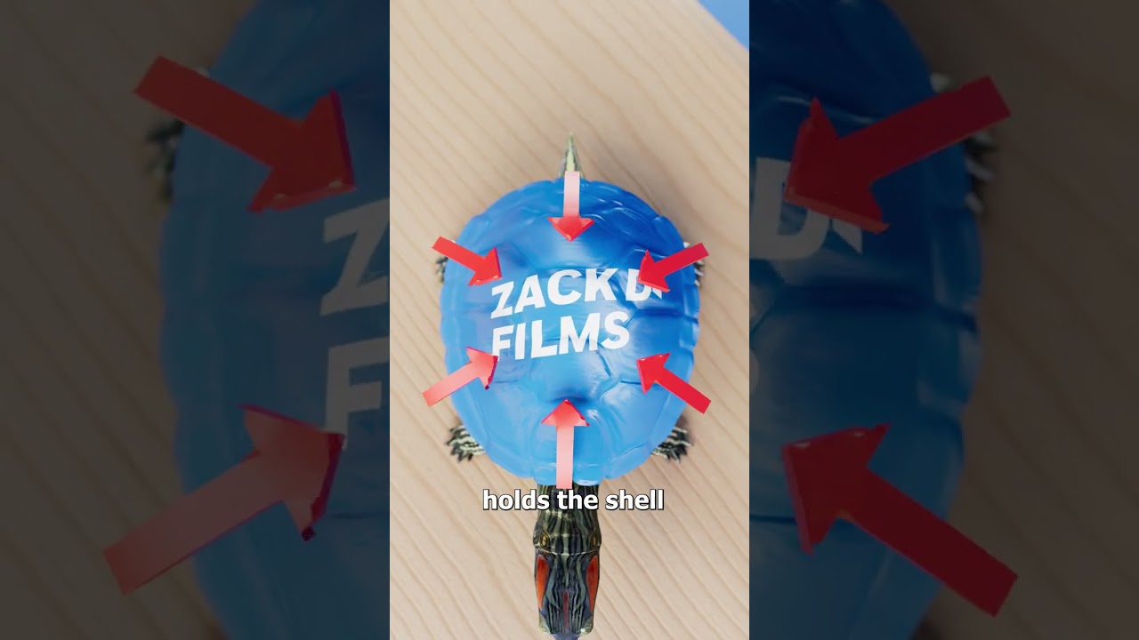 为什么你永远不应该给你的乌龟涂色-咕咕的工具箱