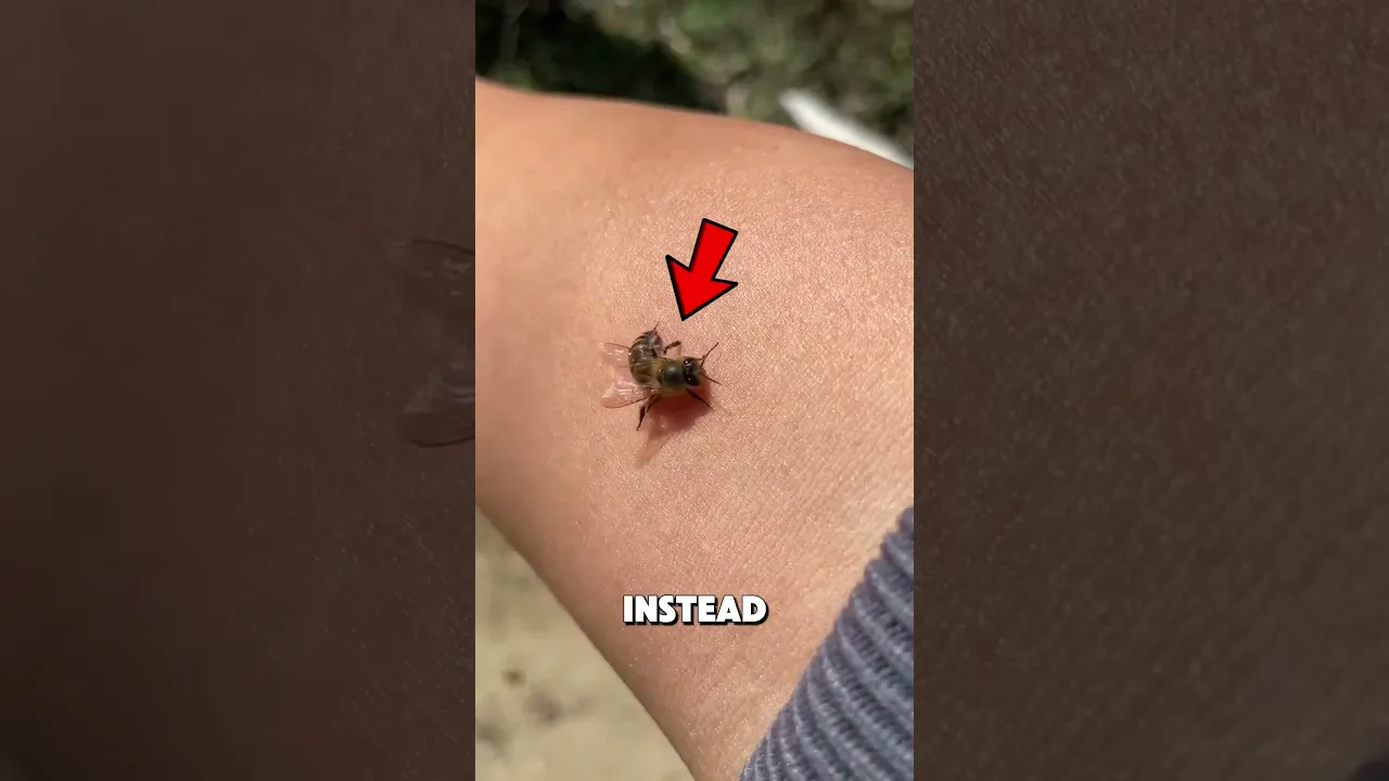 蜜蜂蜇了你之后还能存活-咕咕的工具箱