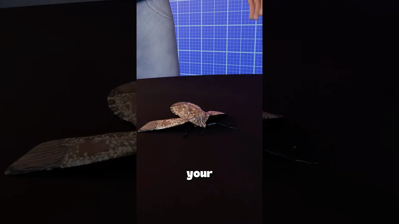 千万不要在家里捏死臭虫-咕咕的工具箱