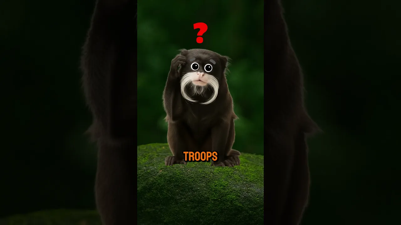 谁最可怕？-咕咕的工具箱