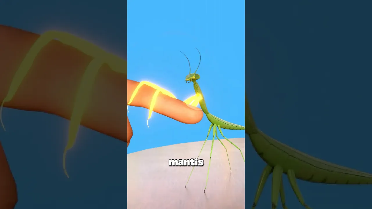 为什么被螳螂咬了千万不要挣脱-咕咕的工具箱