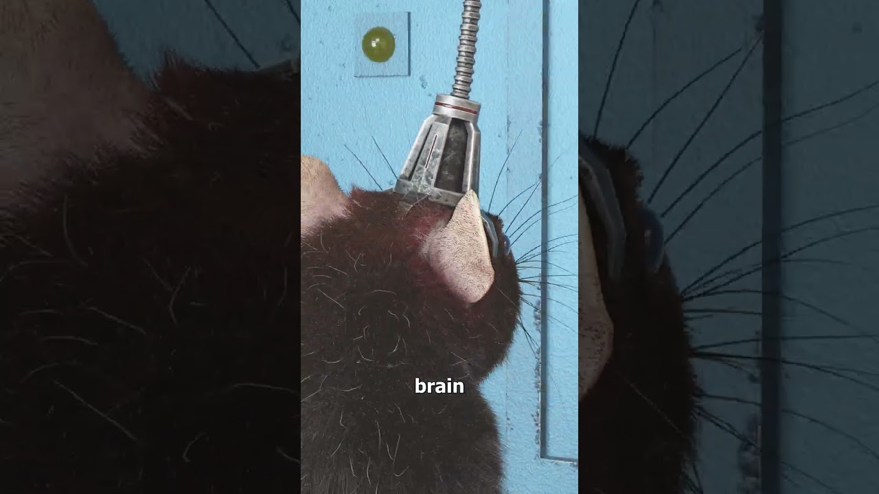 这项实验将两只老鼠的大脑连接起来了-咕咕的工具箱