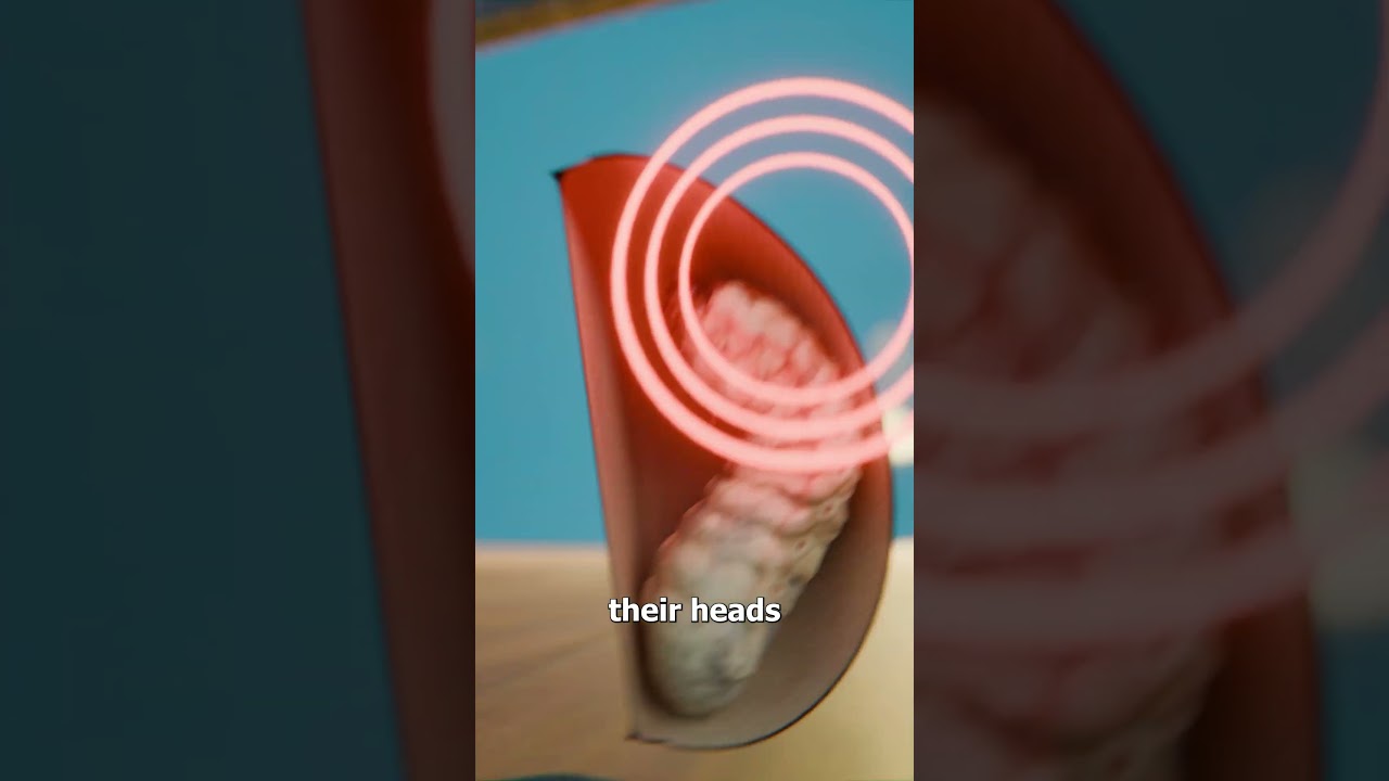 为什么墨西哥跳豆会跳？-咕咕的工具箱