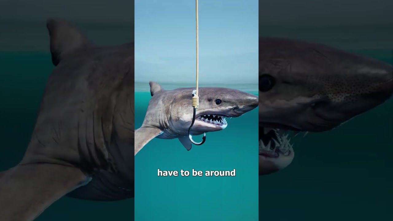 如何捕捉巨齿鲨-咕咕的工具箱