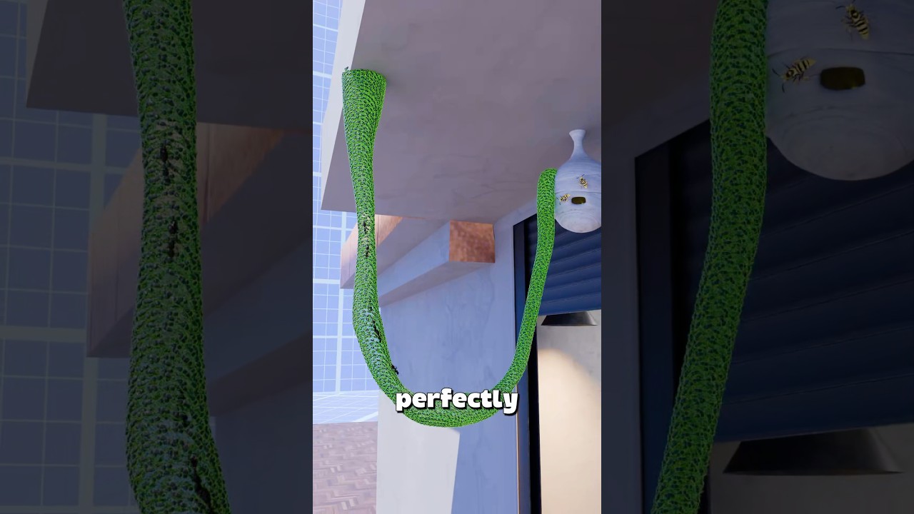 行军蚁建造活桥入侵敌人-咕咕的工具箱