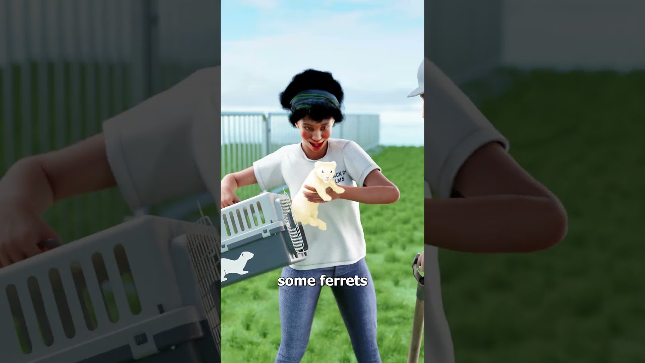 雪貂如何拯救了伦敦的新年音乐会-咕咕的工具箱