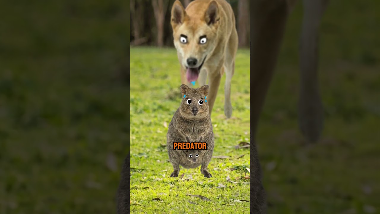 父母最差的动物-咕咕的工具箱