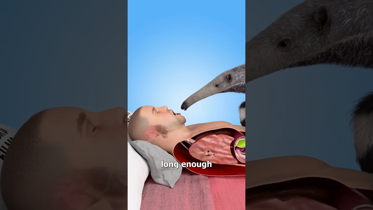 如果一只食蚁兽舔进了你的肚子里会怎么样-咕咕的工具箱