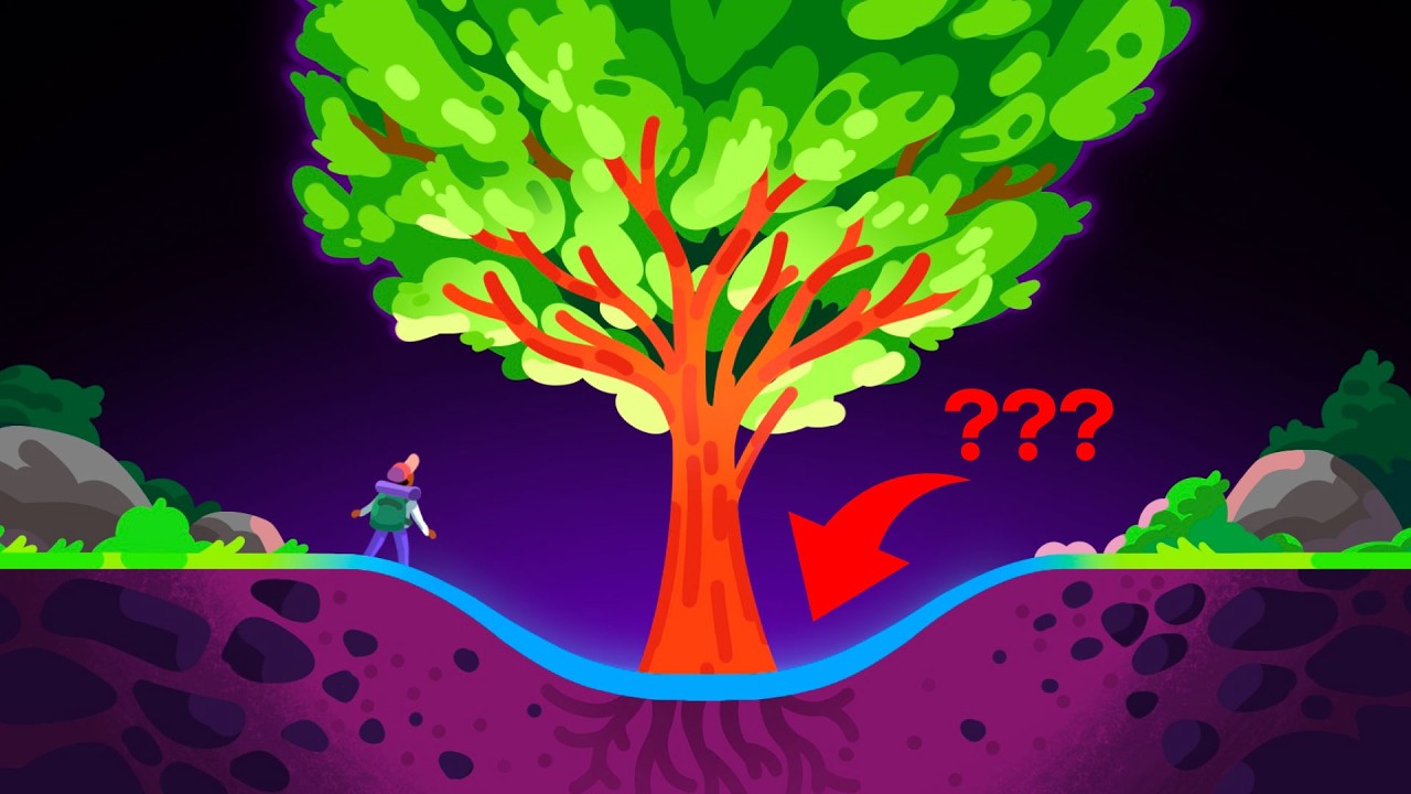 为什么树周围没有洞？-咕咕的工具箱