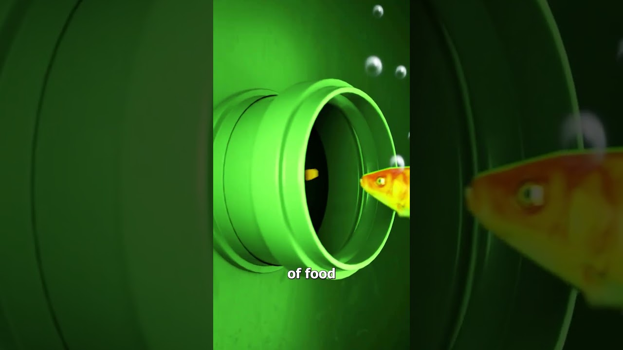 金鱼在过滤缸里活了7年-咕咕的工具箱