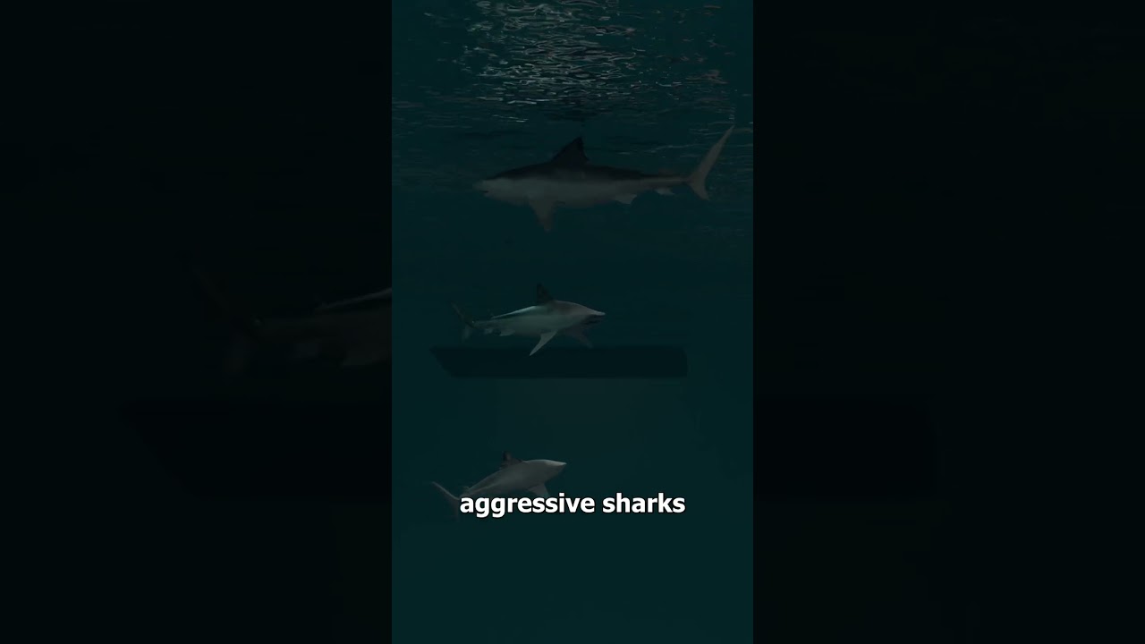 他跳海后就失踪了-咕咕的工具箱