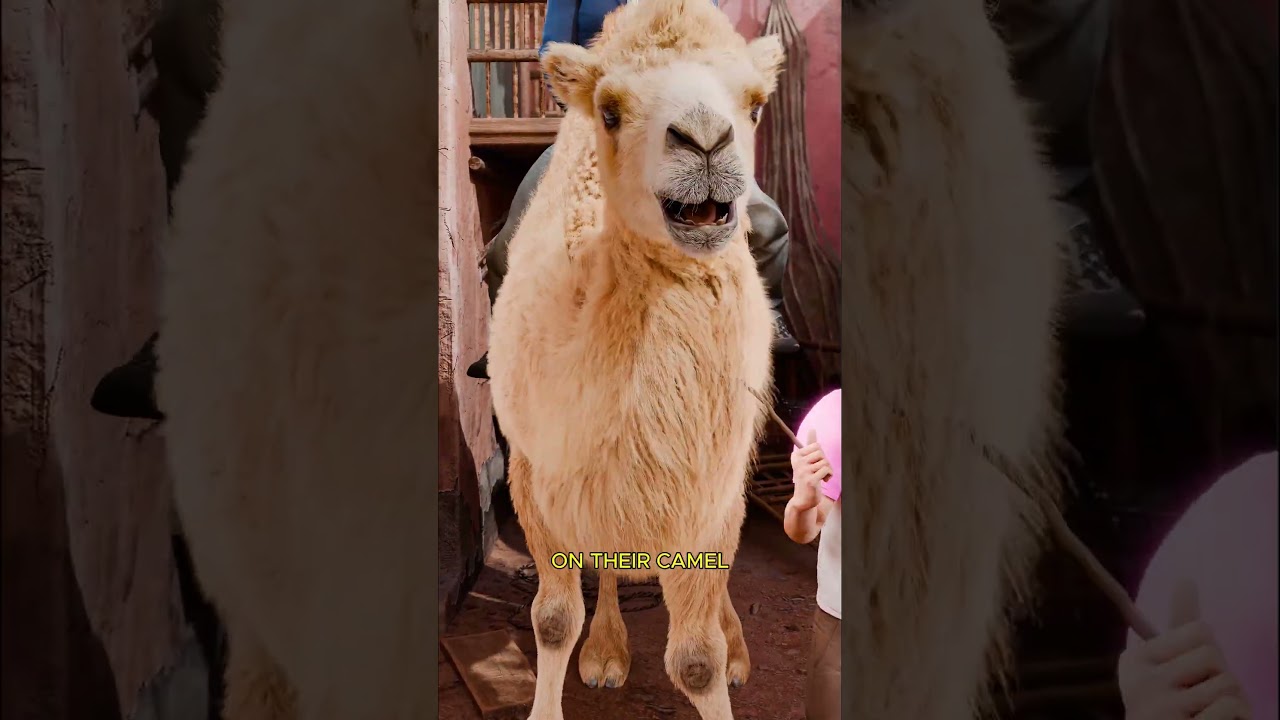 旅游区免费骑骆驼-咕咕的工具箱