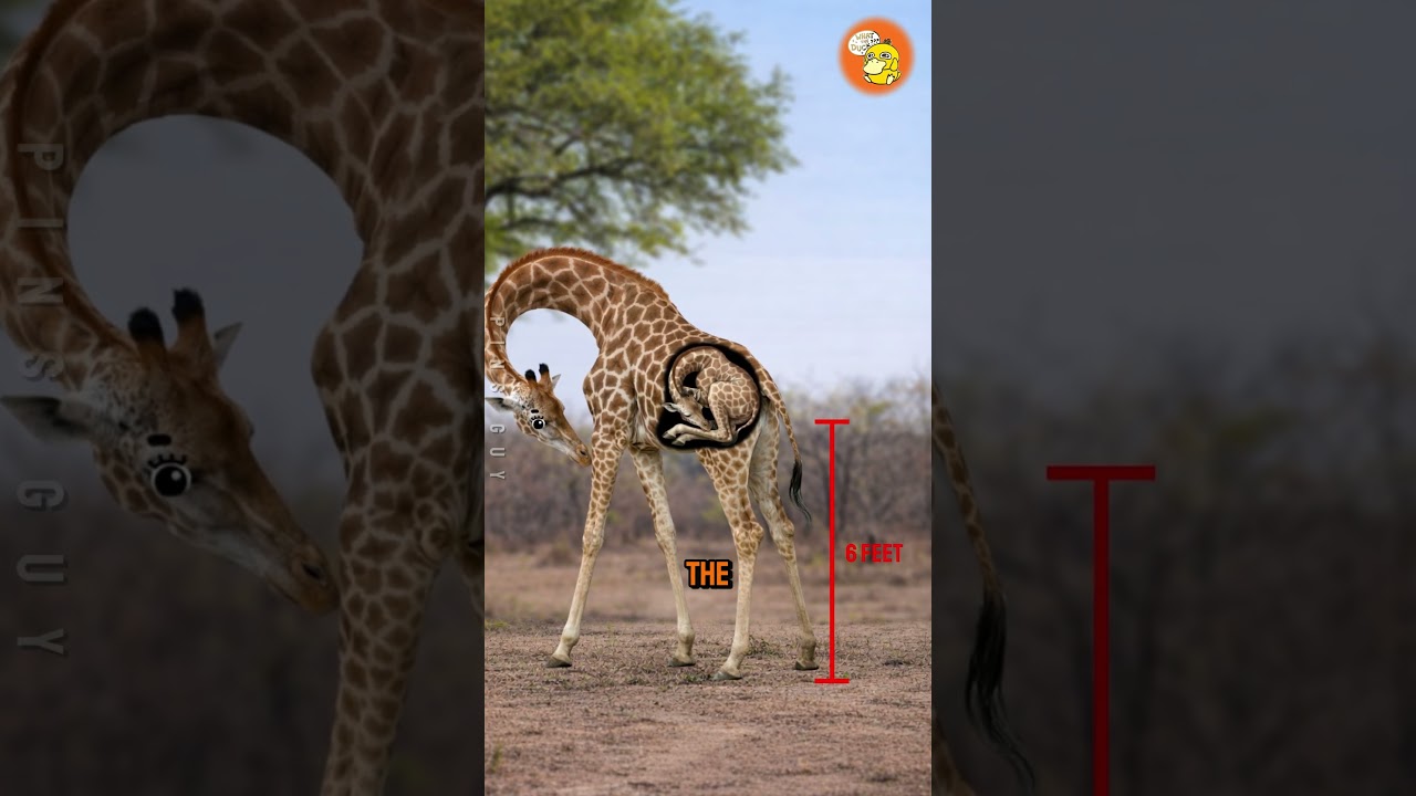 童年最坎坷的动物-咕咕的工具箱