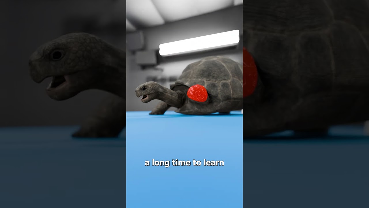 给乌龟装上3D打印轮子的趣事-咕咕的工具箱