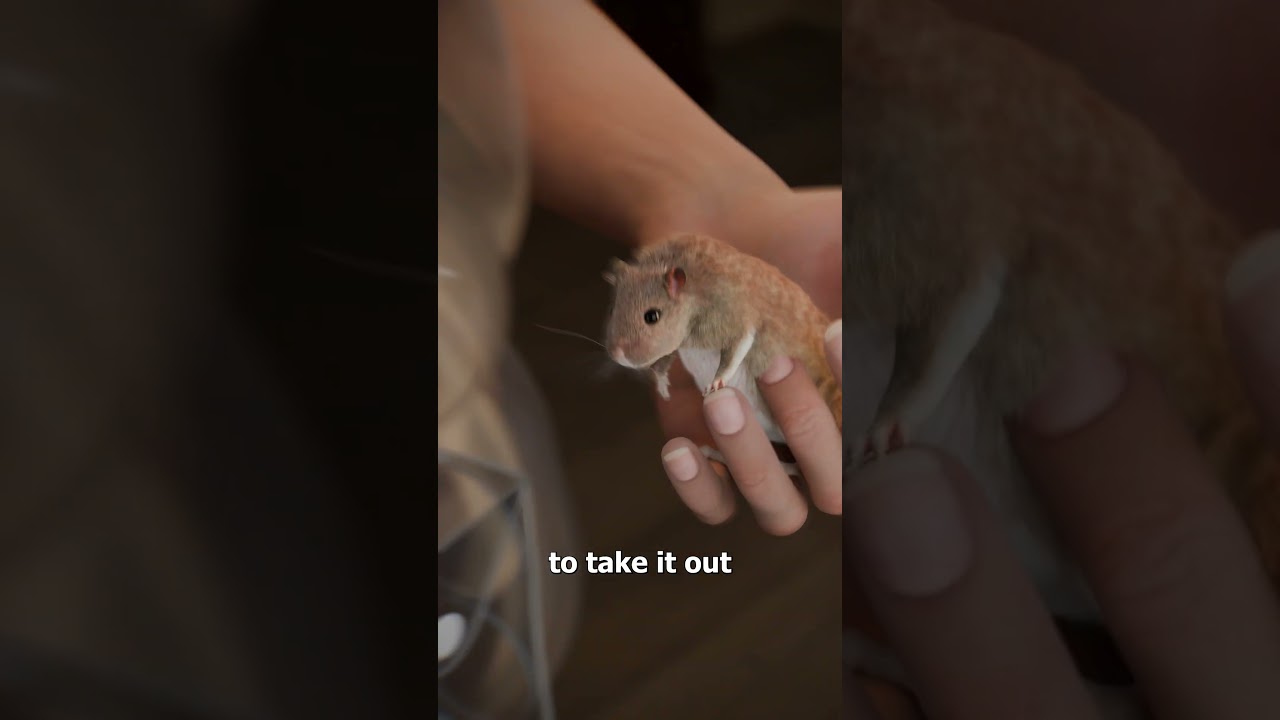 沙鼠背心是如何工作的-咕咕的工具箱