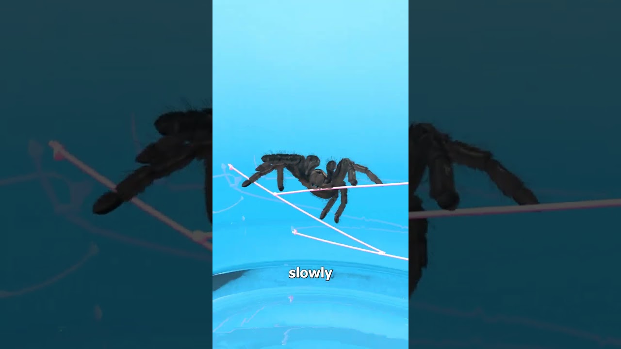 蜘蛛能从玻璃杯里逃出来吗？-咕咕的工具箱