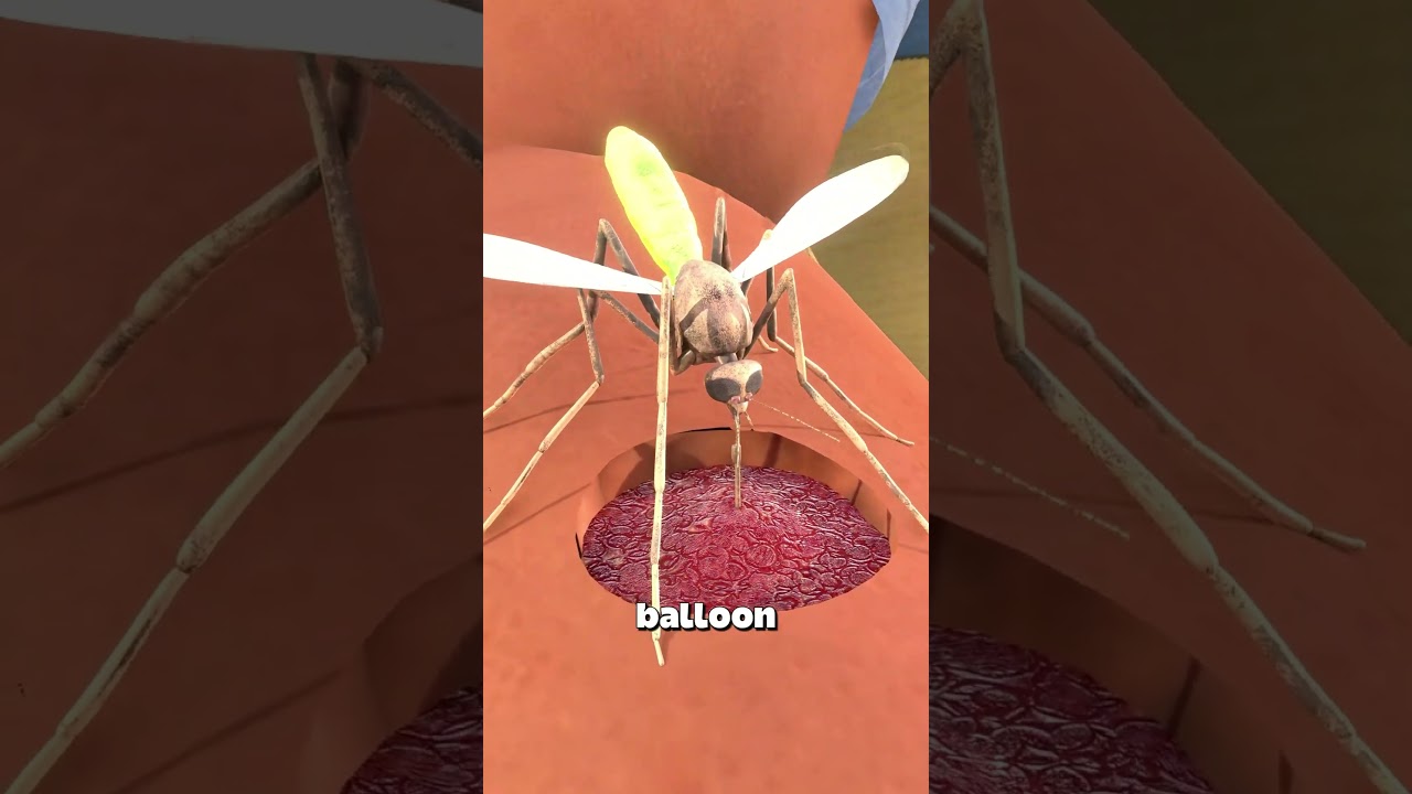 蚊子能吸多少血？-咕咕的工具箱