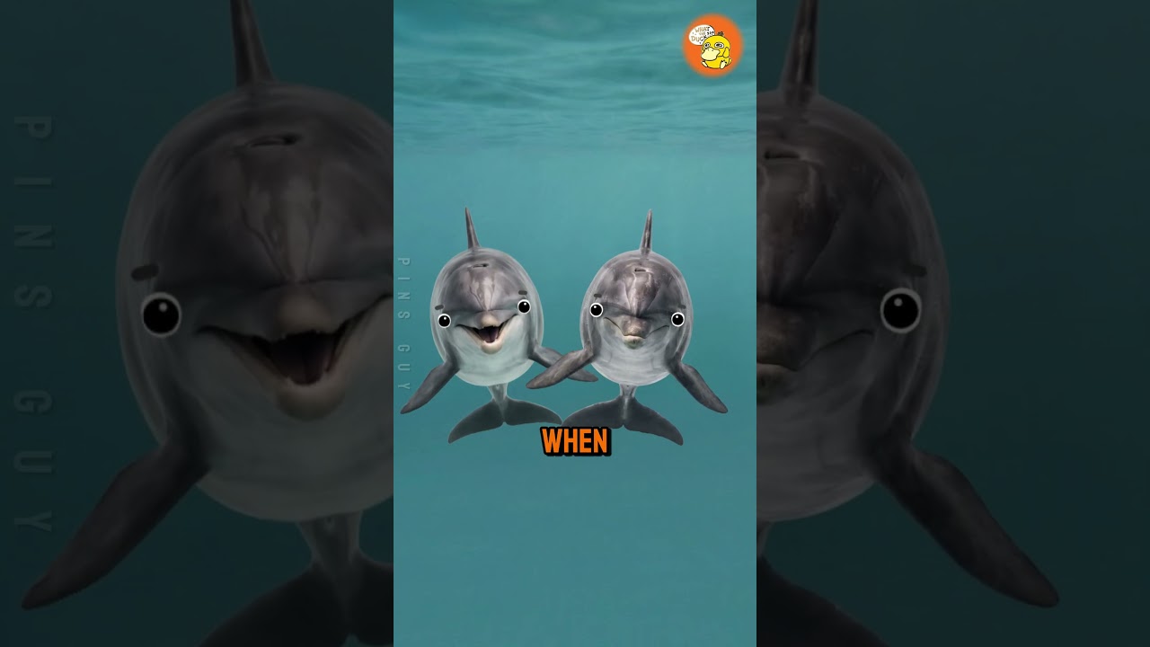 像我们一样哀悼的动物-咕咕的工具箱