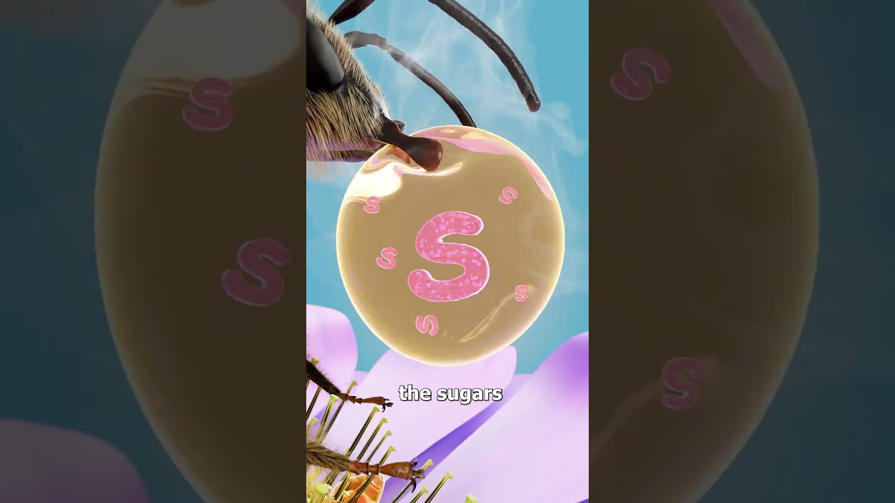 蜜蜂是如何酿蜜的-咕咕的工具箱