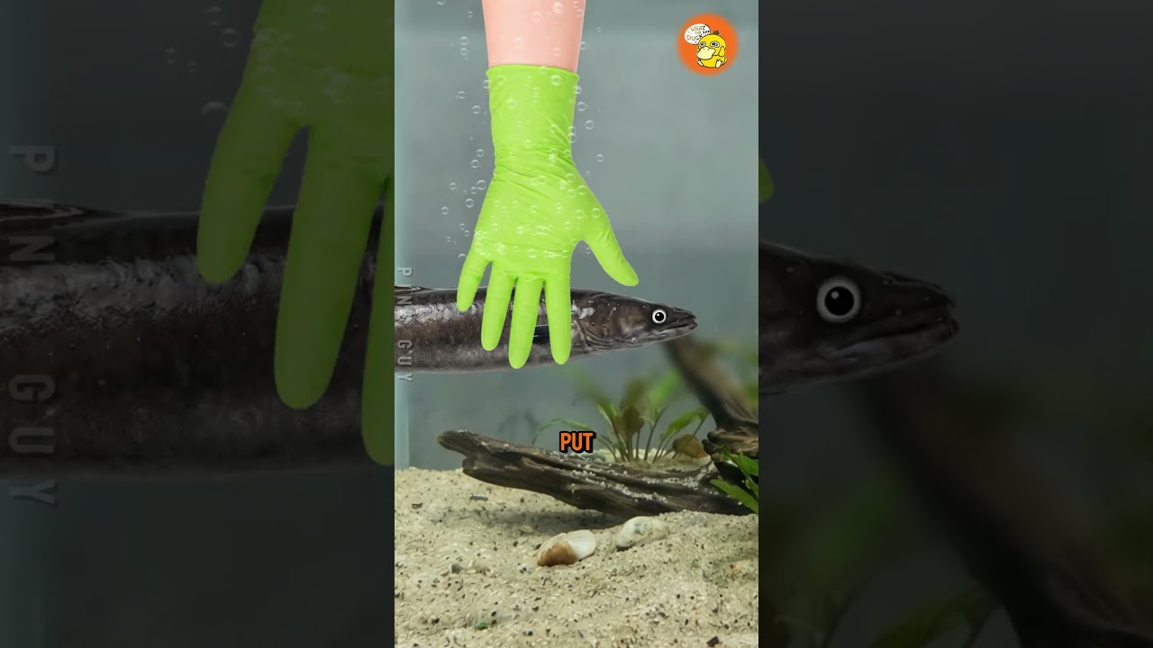 鳗鱼真的是外星生物吗？-咕咕的工具箱