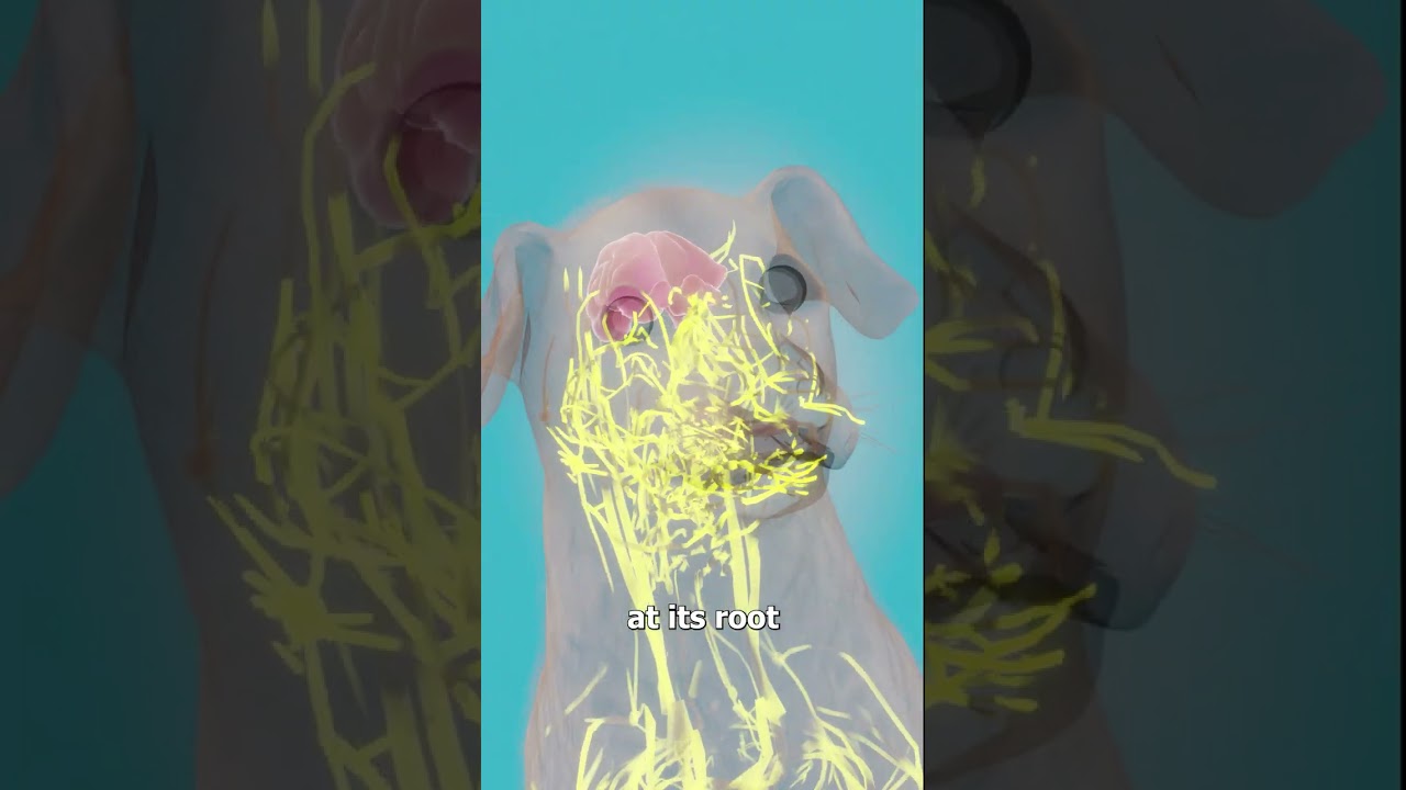 如果狗狗的胡须掉了会怎么样？-咕咕的工具箱