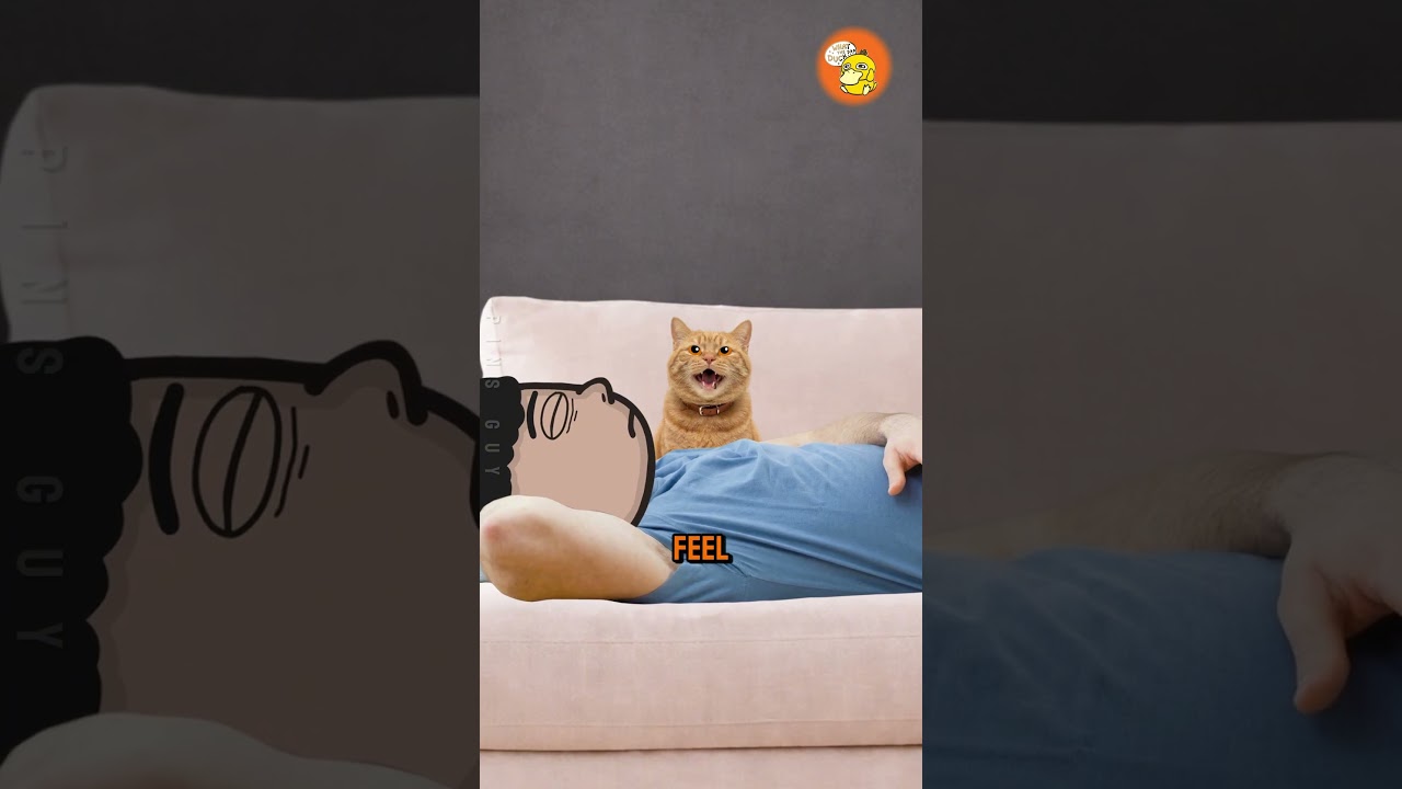 猫是如何训练它们的人类的-咕咕的工具箱